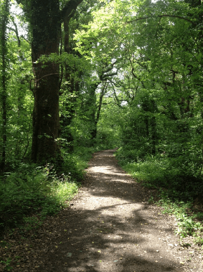 Irish woodland in Tuamgrany County Clare
